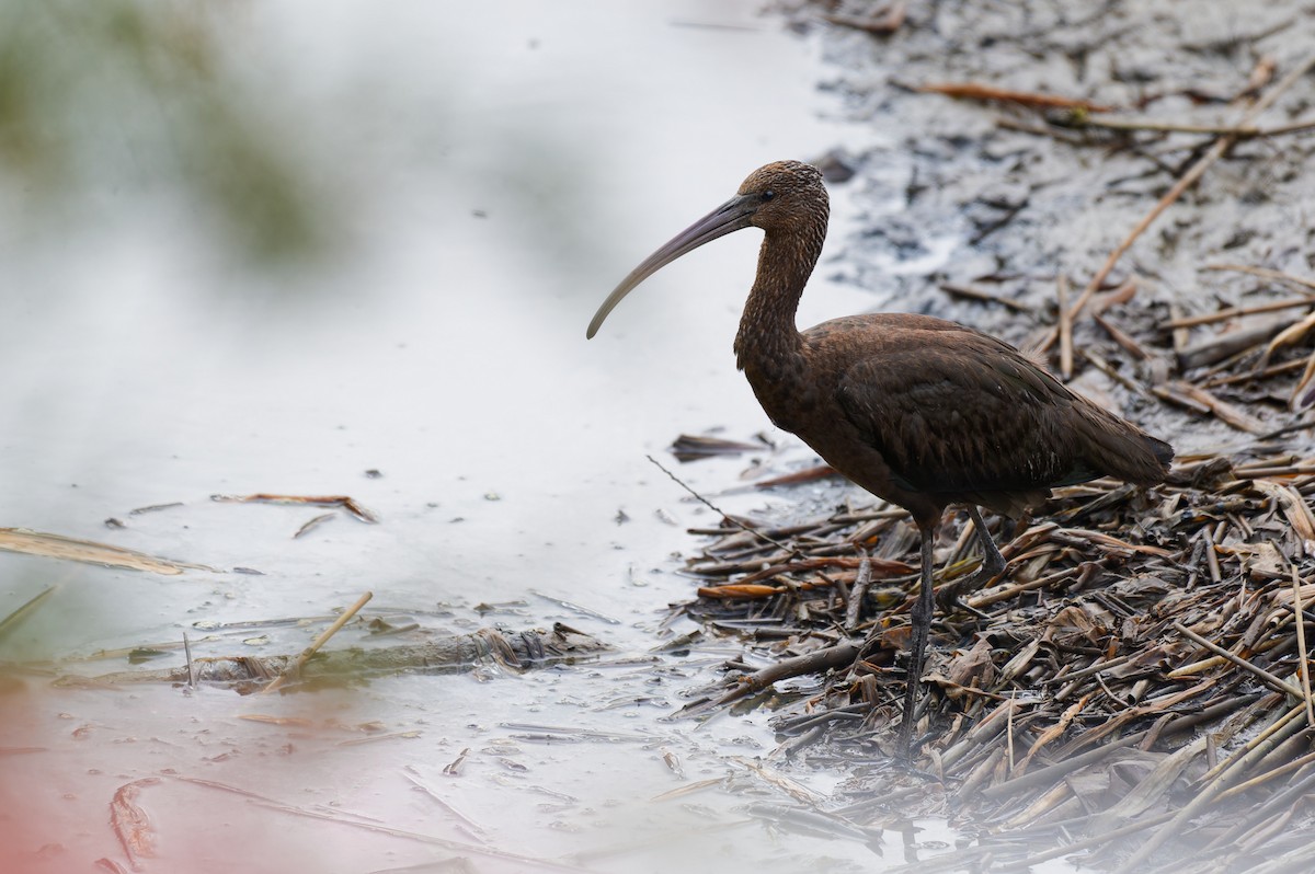 Glossy Ibis - ML623839014