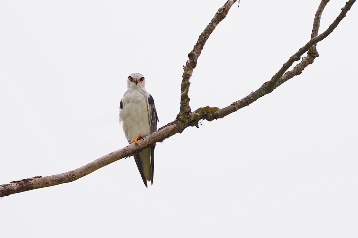 Black-winged Kite - ML623839021