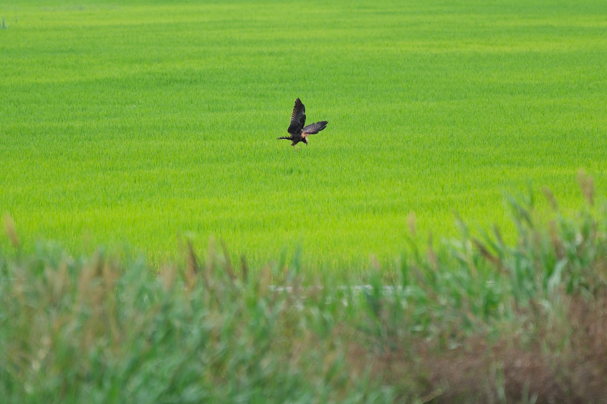 Western Marsh Harrier - ML623839022