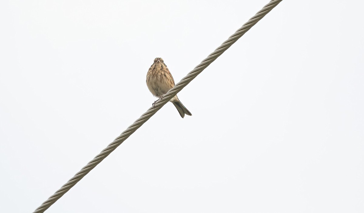 Reed Bunting - ML623839025