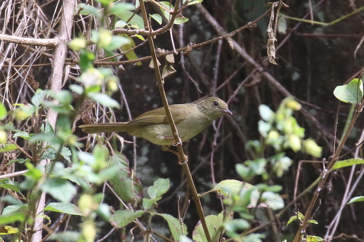 Little Greenbul - ML623839028
