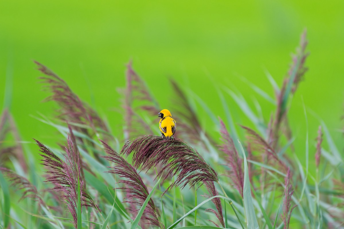 Yellow-crowned Bishop - ML623839056