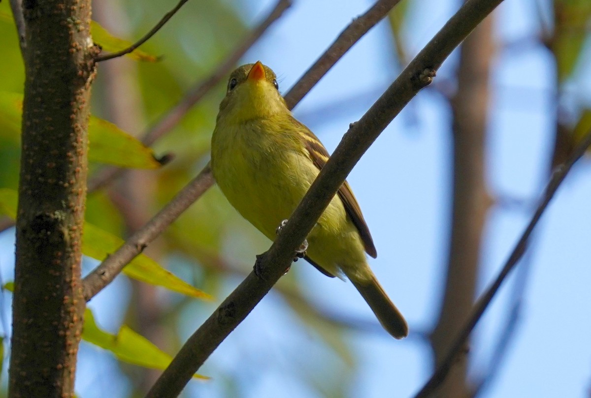 Yellow-bellied Flycatcher - ML623839082