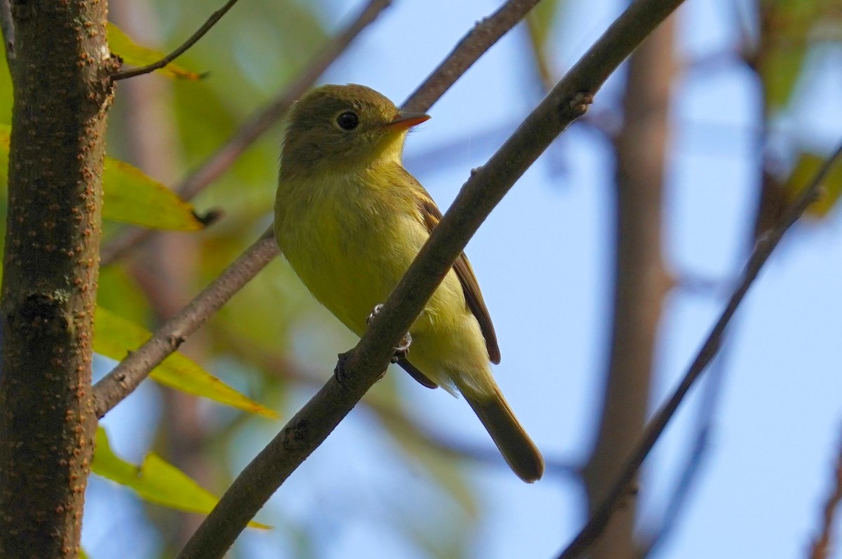 Yellow-bellied Flycatcher - ML623839095