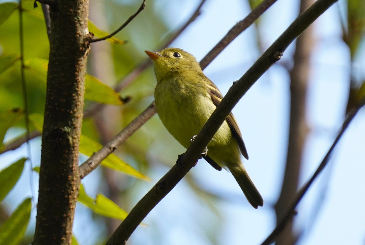 Yellow-bellied Flycatcher - ML623839101