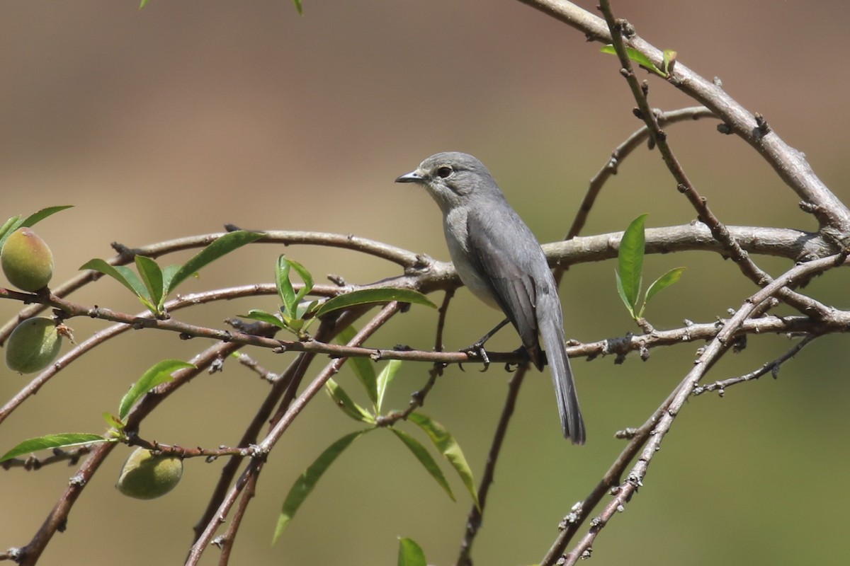 Ashy Flycatcher - ML623839105