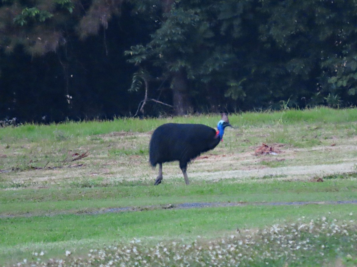 Southern Cassowary - ML623839108