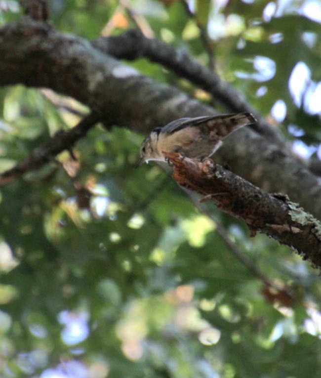 White-breasted Nuthatch (Eastern) - ML623839120