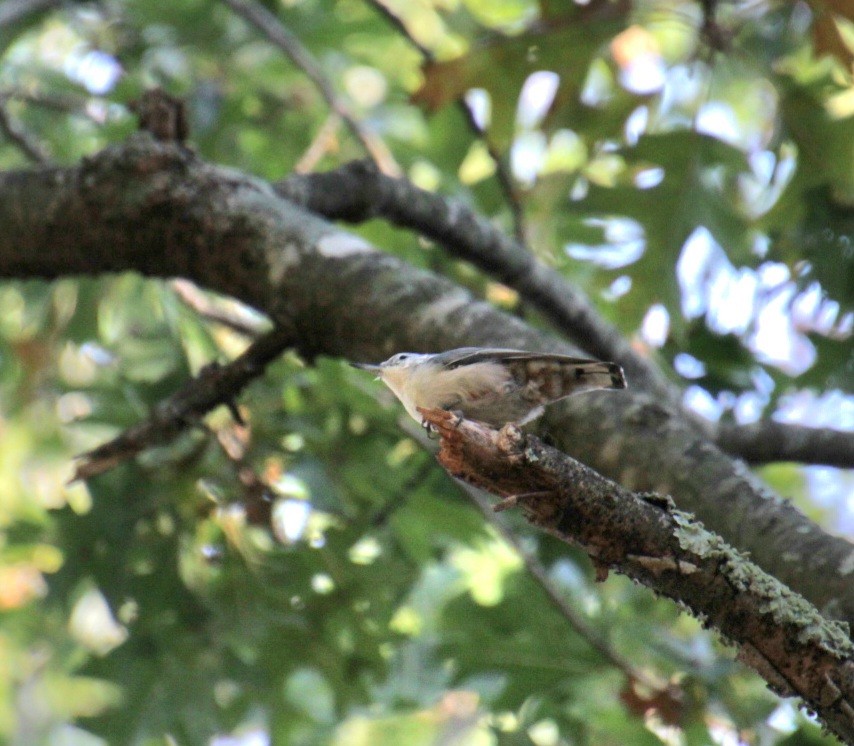 White-breasted Nuthatch (Eastern) - ML623839122