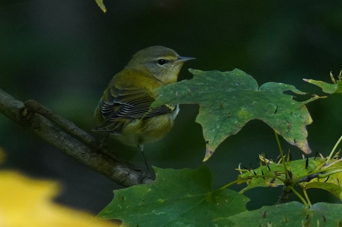 Tennessee Warbler - ML623839123