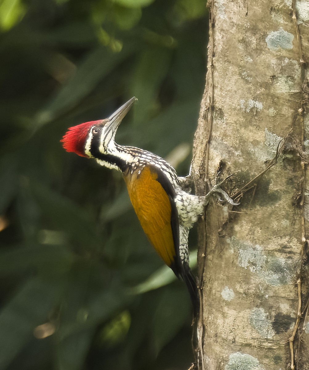 Greater Flameback - ML623839148