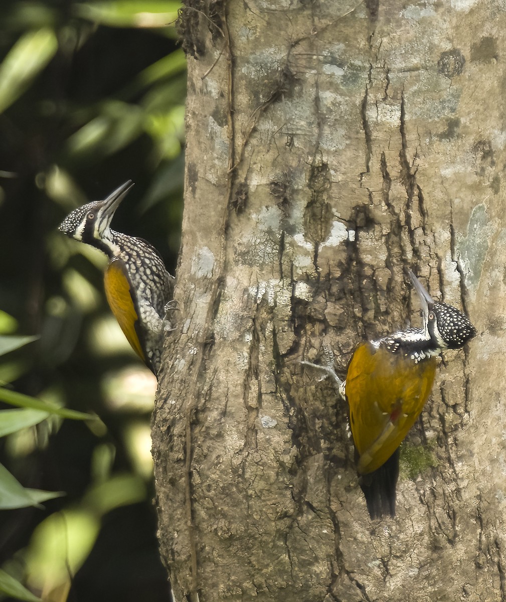 Greater Flameback - ML623839149