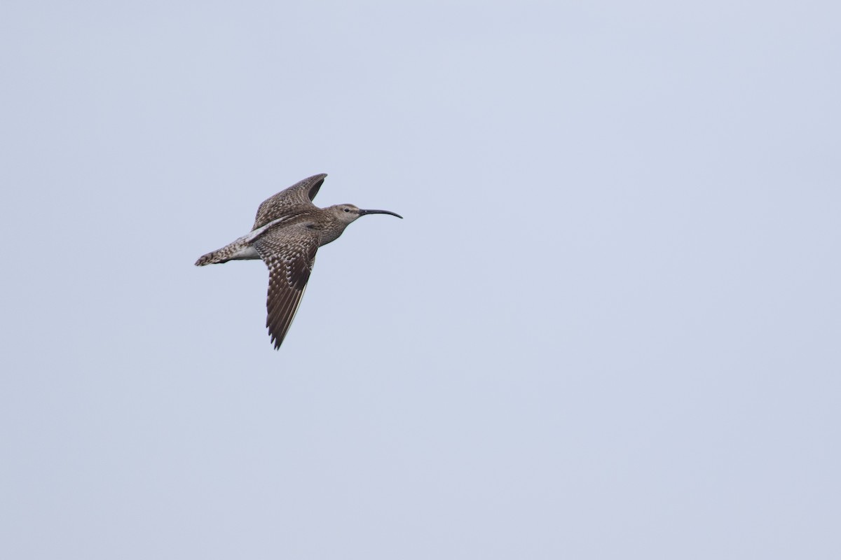 Chiurlo piccolo (phaeopus) - ML623839231