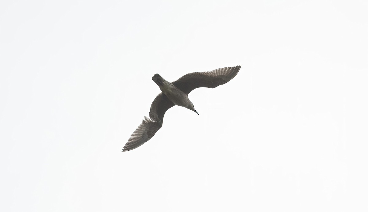 Lesser Black-backed Gull (intermedius) - ML623839247