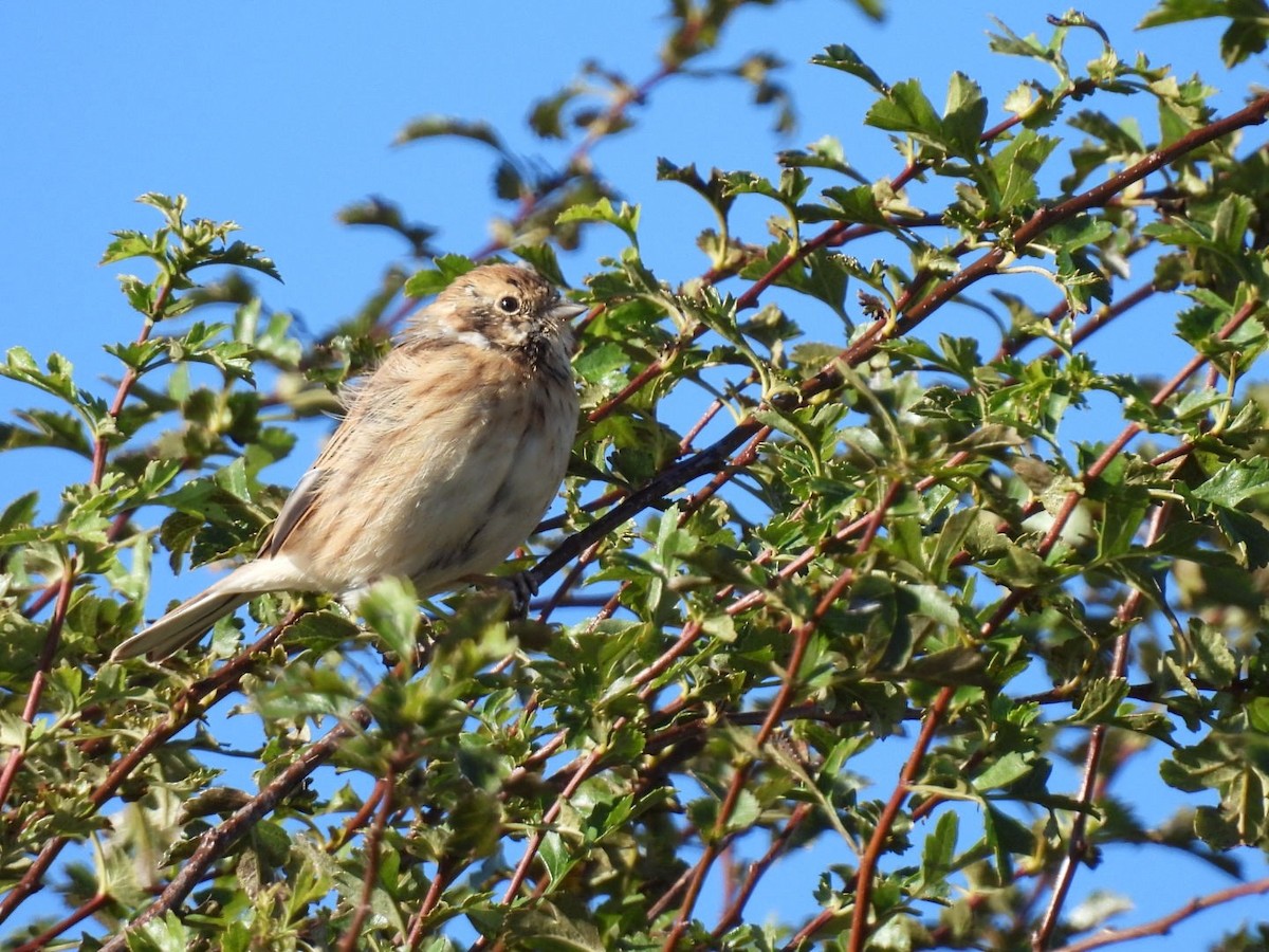 Reed Bunting - ML623839250