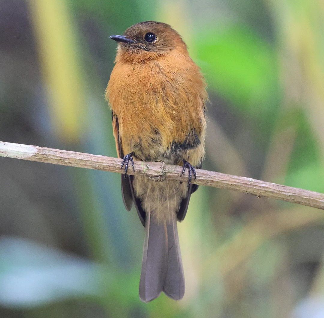 Cinnamon Flycatcher - ML623839262