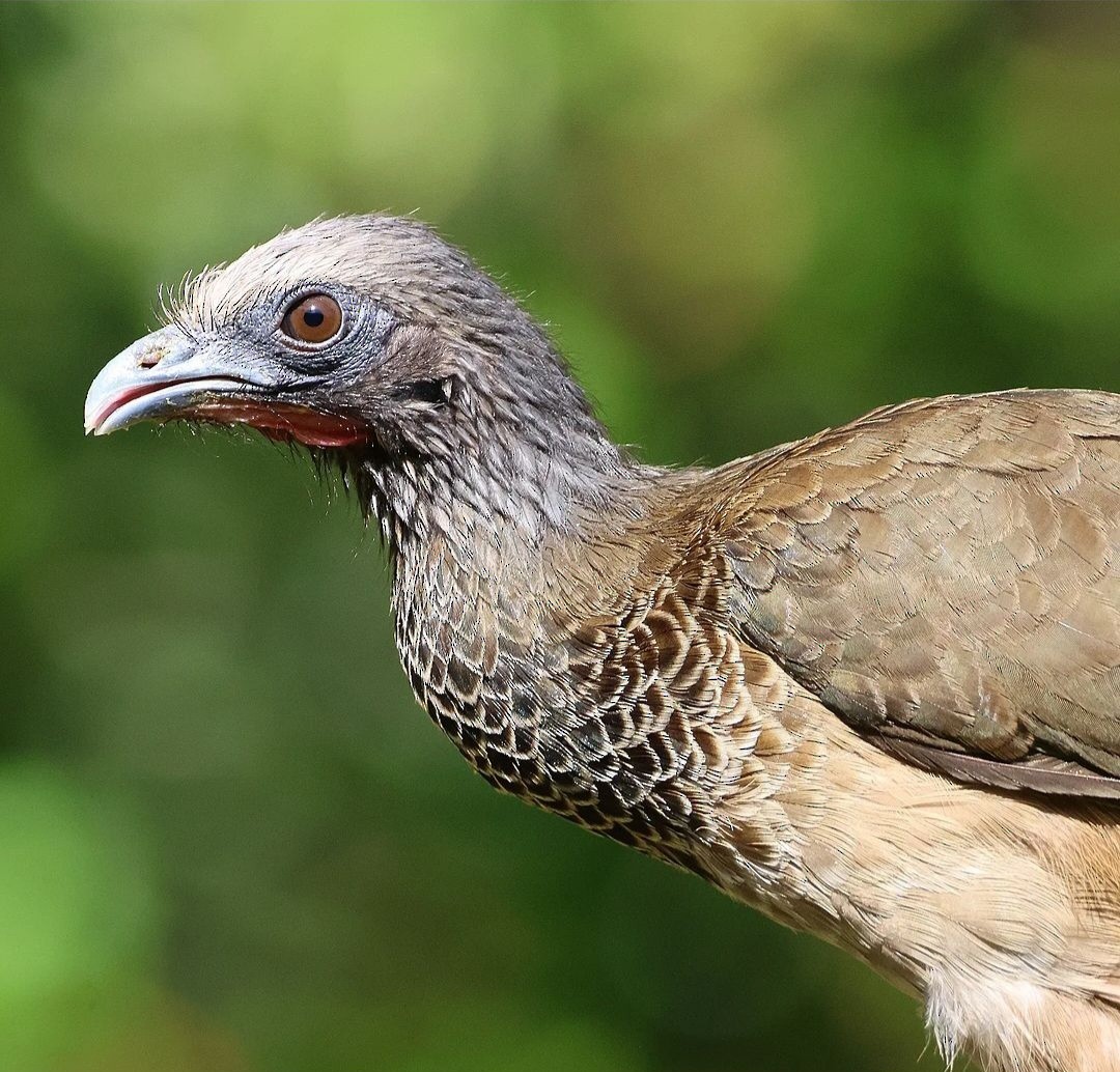 Colombian Chachalaca - ML623839279