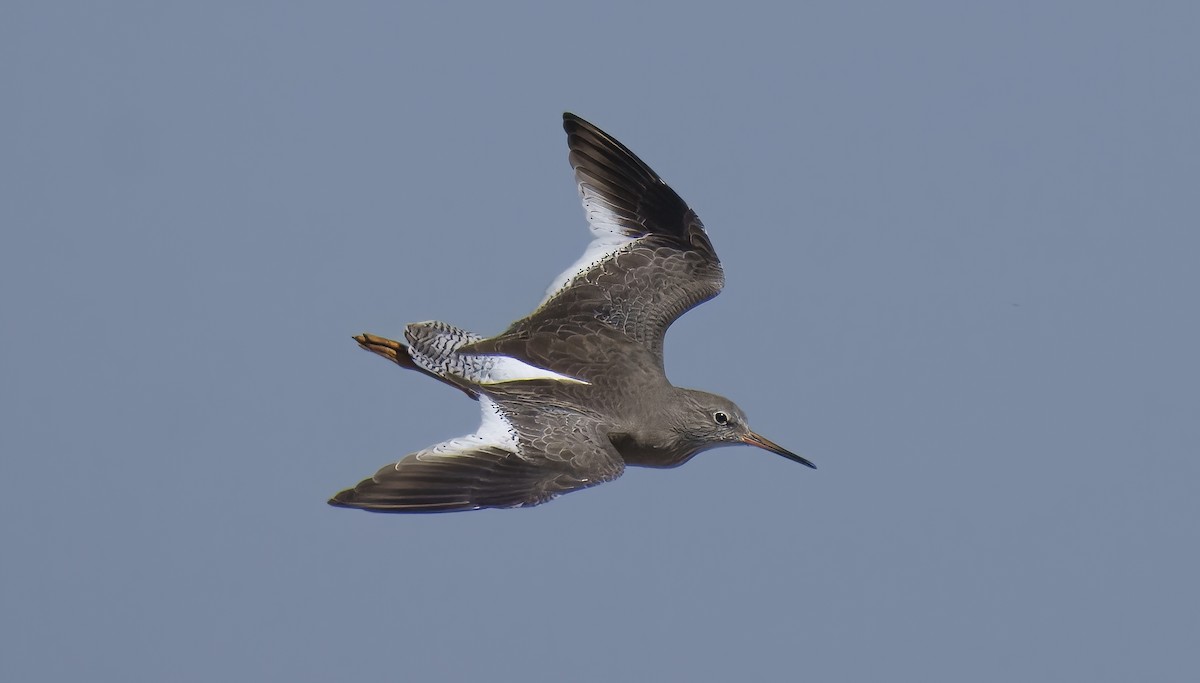 Common Redshank - ML623839314