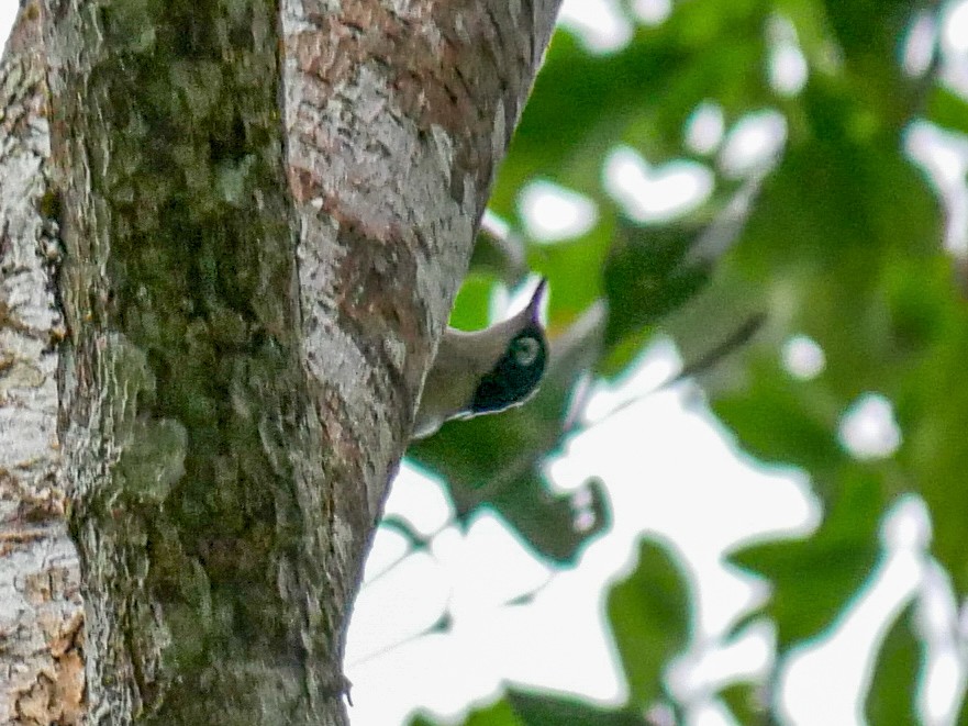 Blue Nuthatch - ML623839316