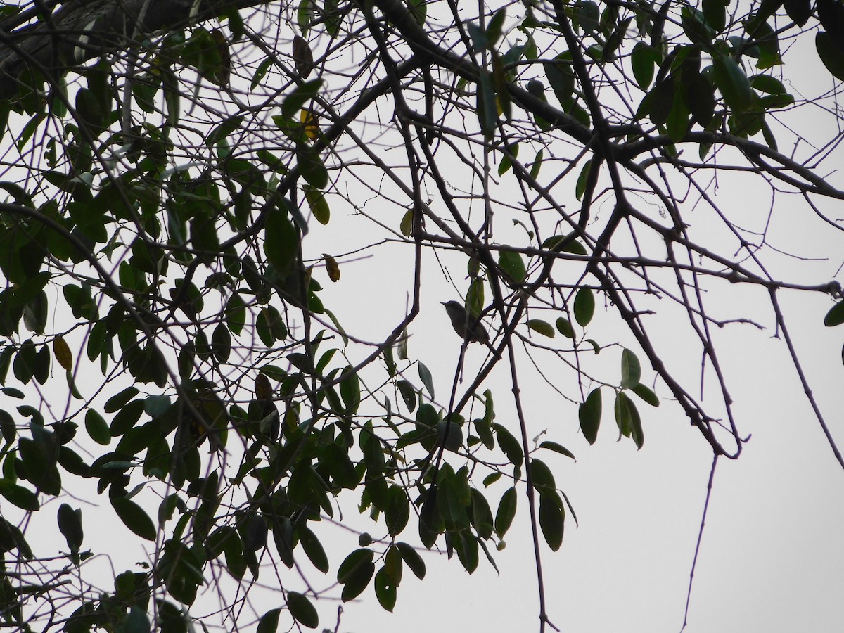 Pearly-vented Tody-Tyrant - ML623839321