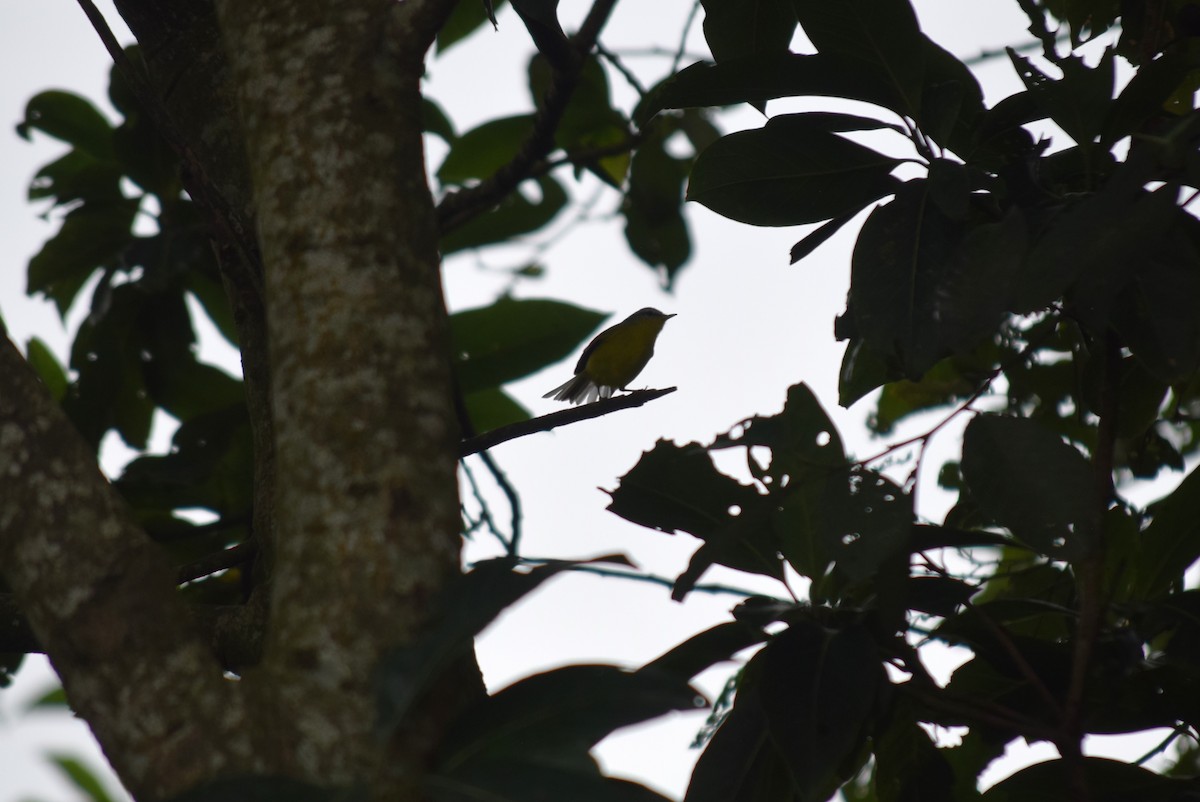 Gray-hooded Warbler - ML623839330