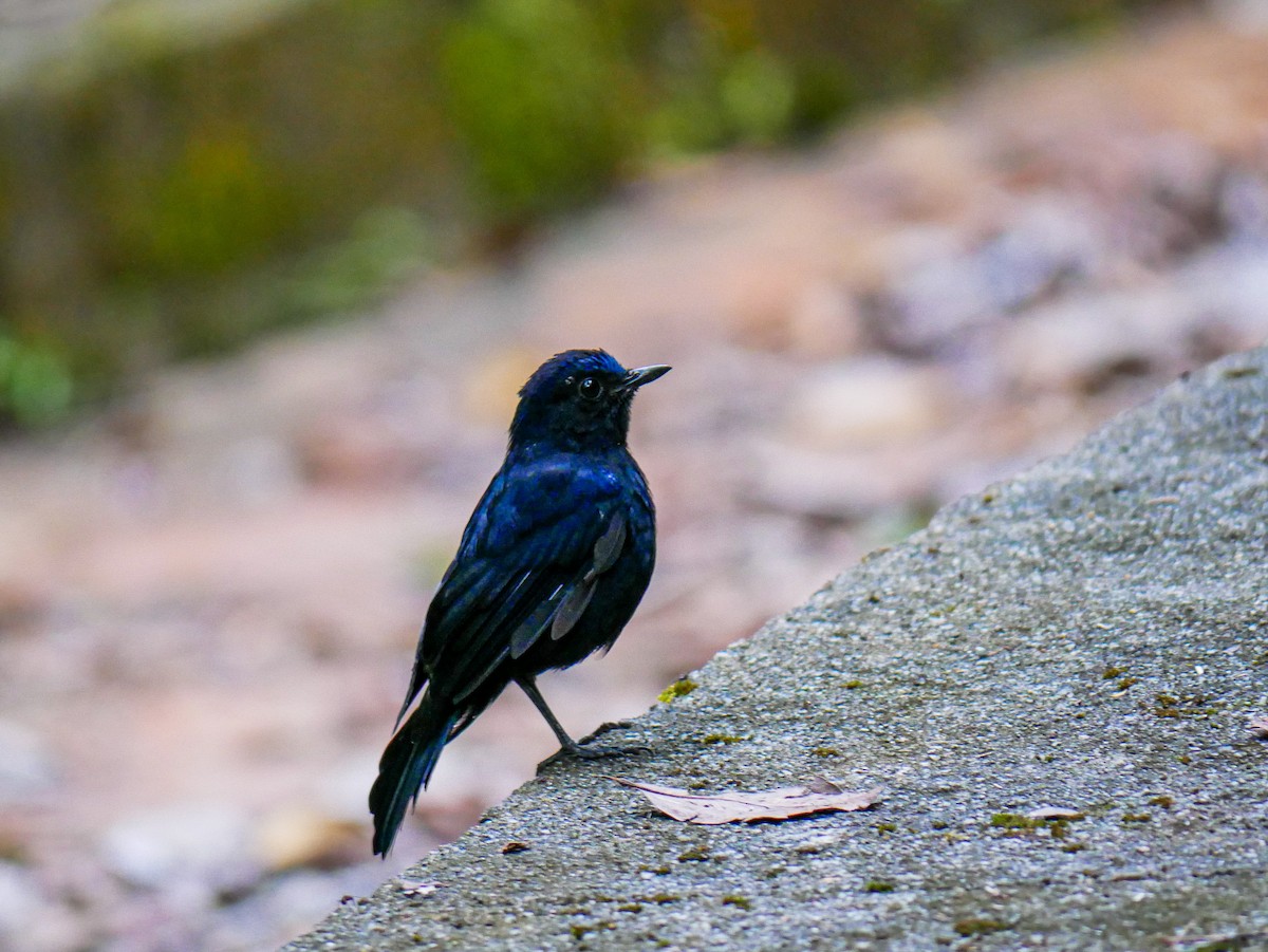 White-tailed Robin - ML623839335