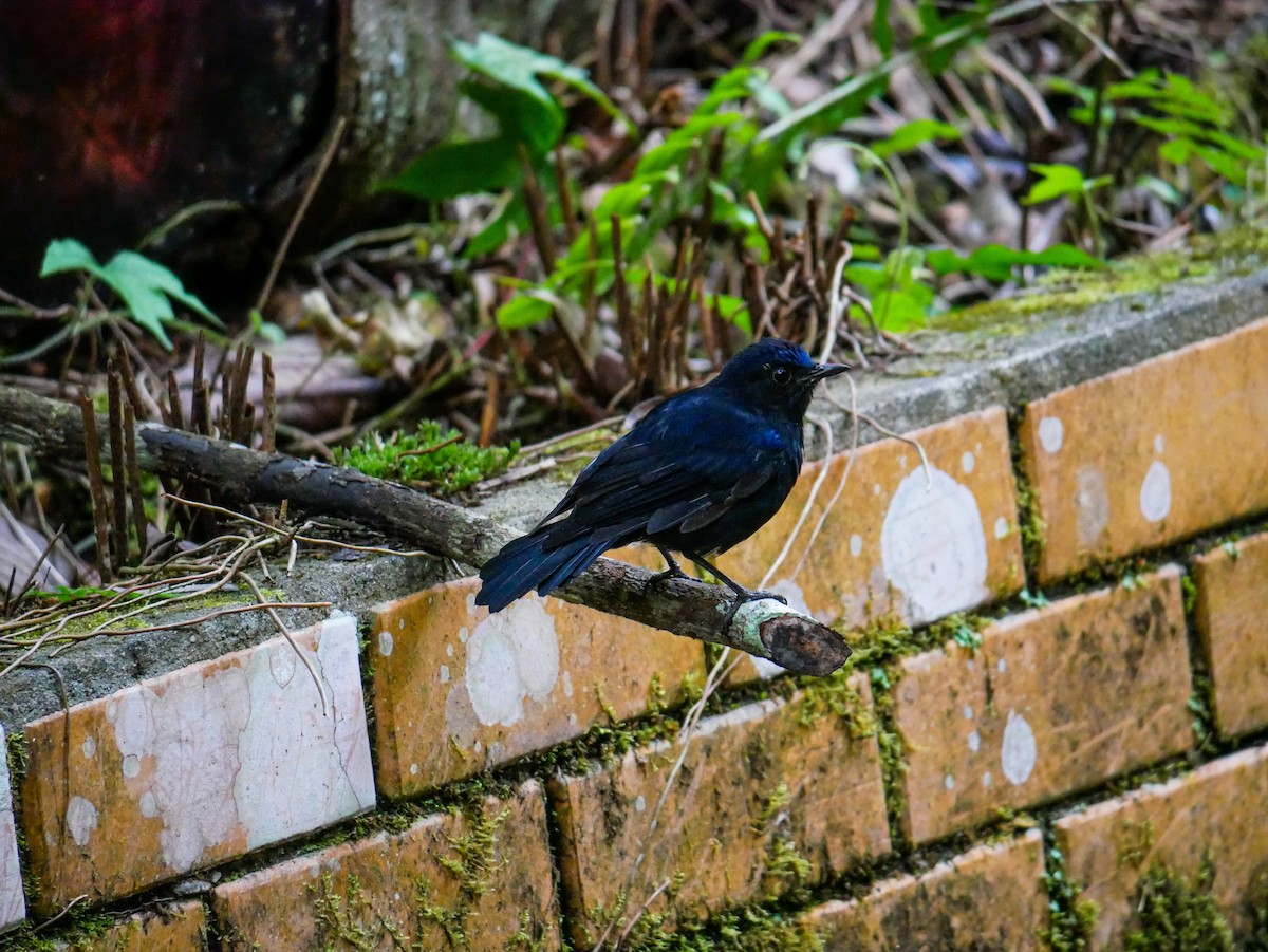 White-tailed Robin - ML623839339