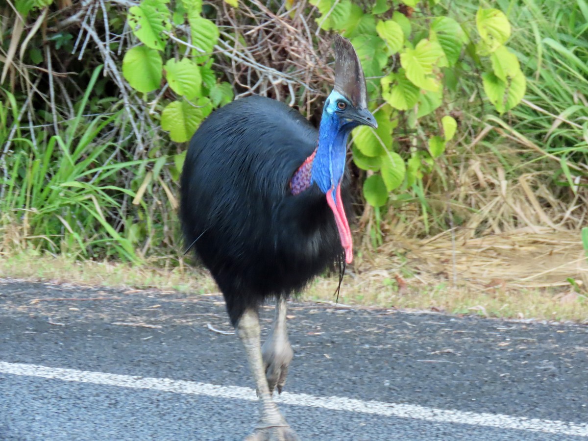 Southern Cassowary - ML623839363