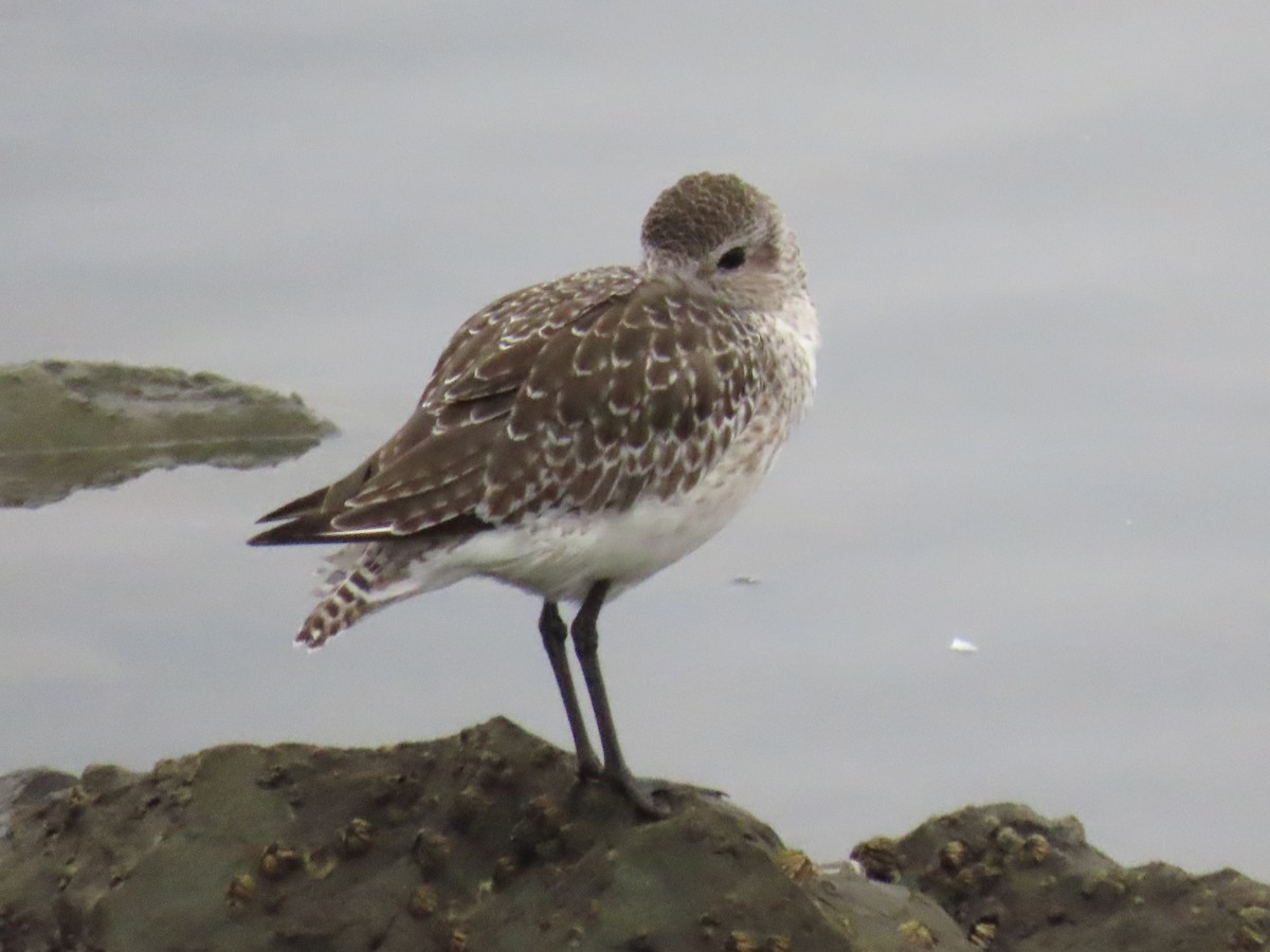 Black-bellied Plover - ML623839379