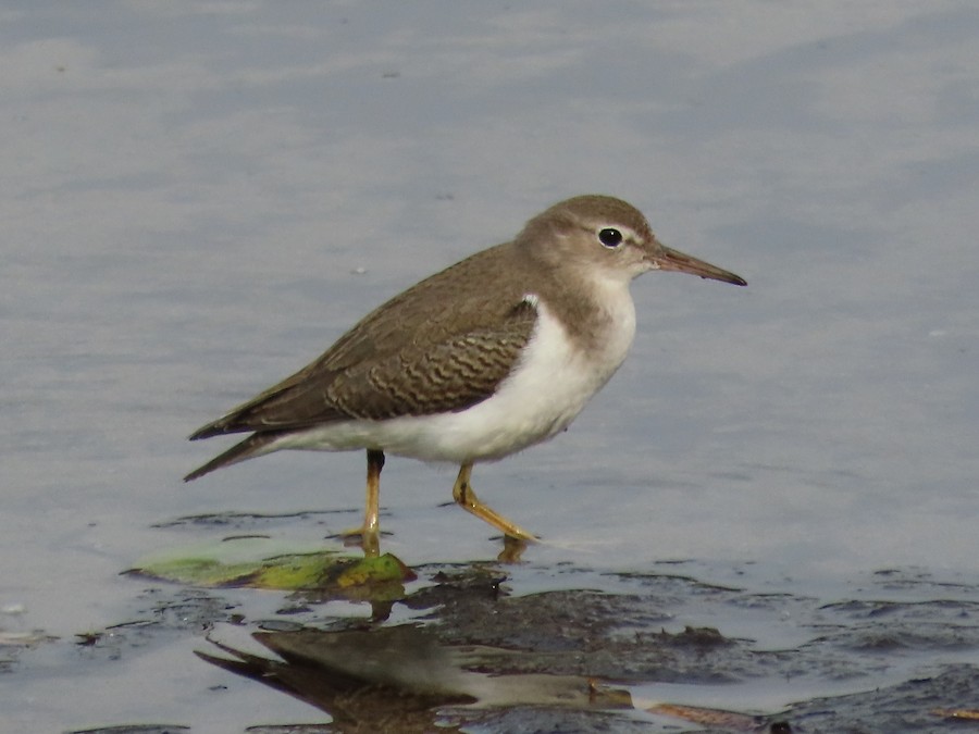 Spotted Sandpiper - Ruth Bergstrom