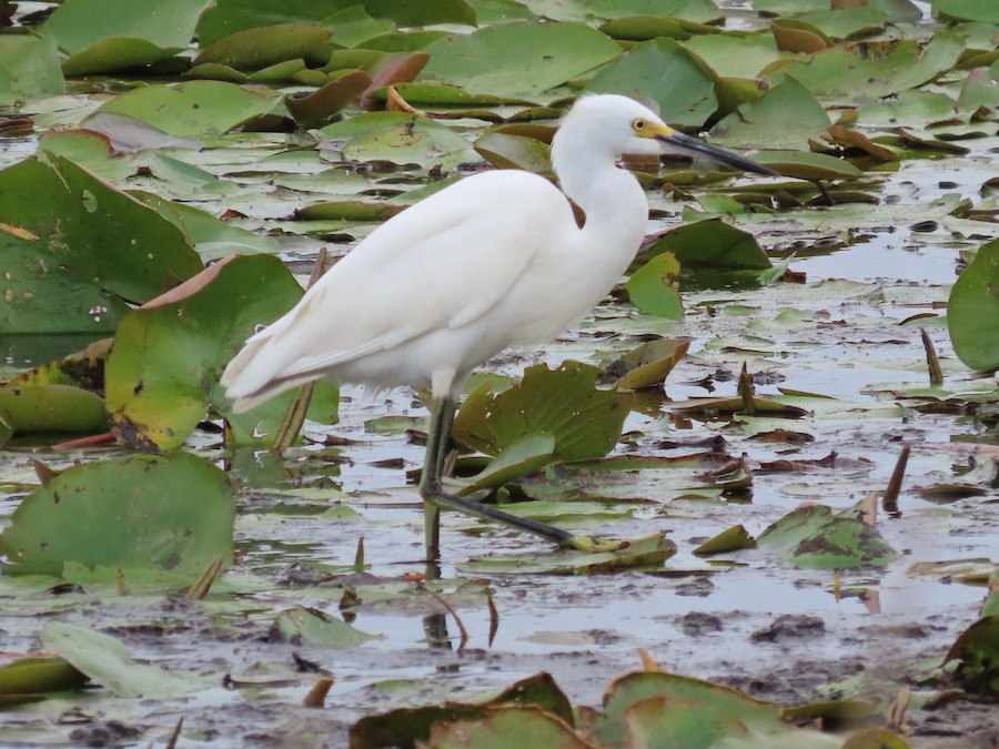 Snowy Egret - Ruth Bergstrom