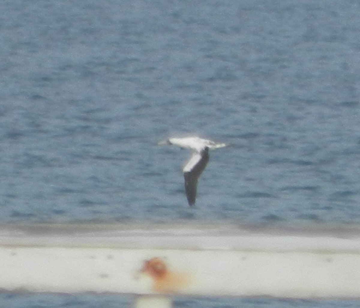 Masked Booby - ML623839457