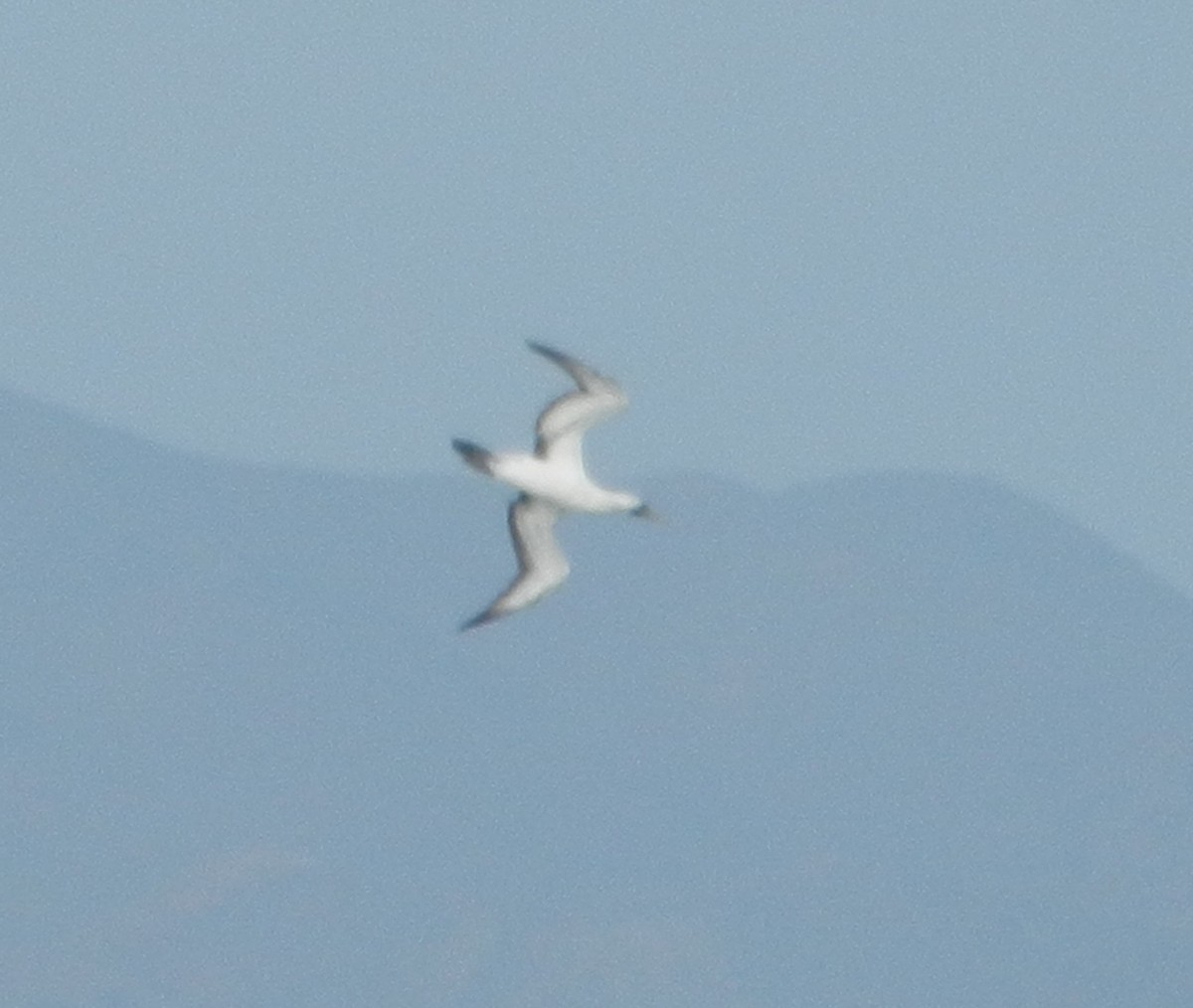 Masked Booby - ML623839459