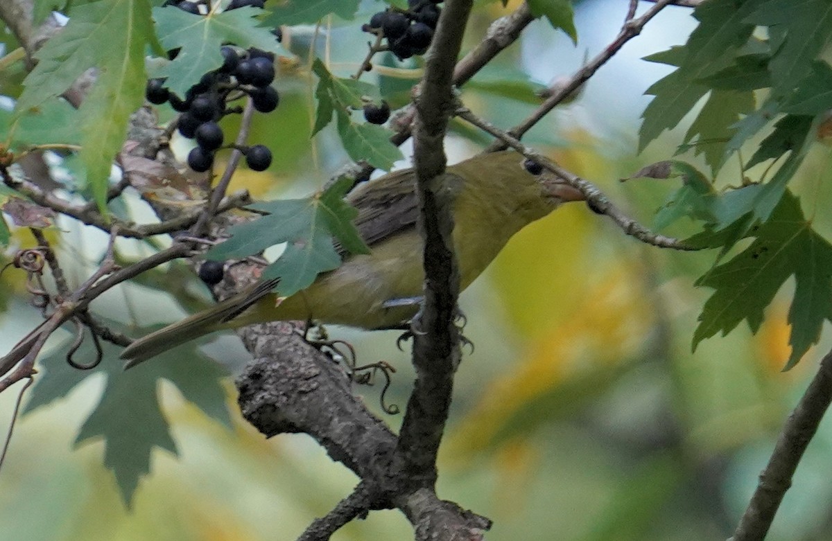 Scarlet Tanager - ML623839460