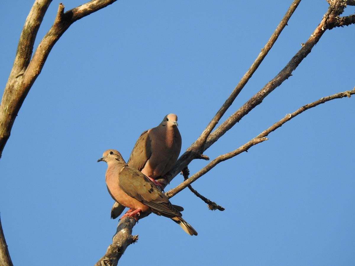 Eared Dove - ML623839461