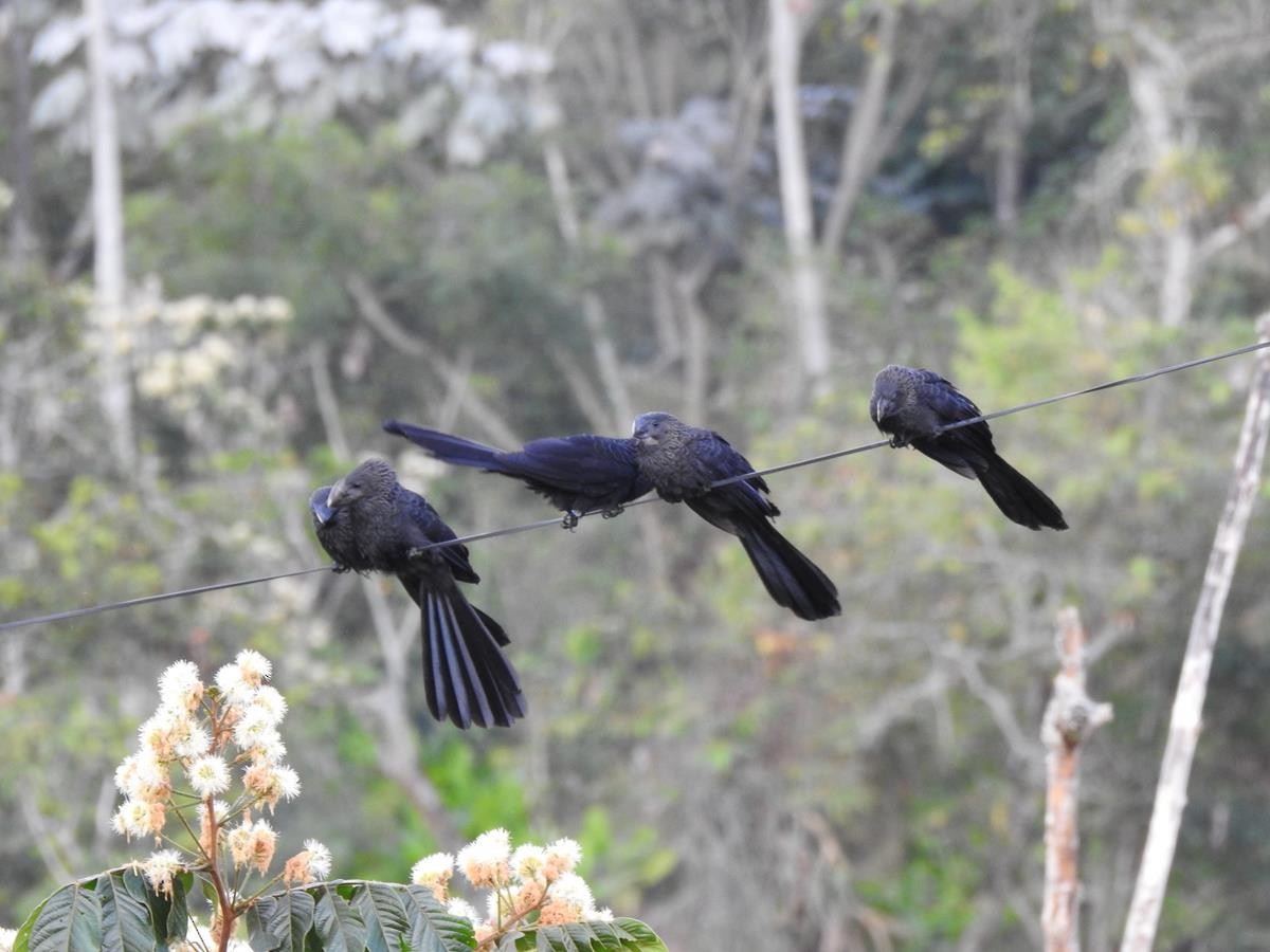 Smooth-billed Ani - ML623839474
