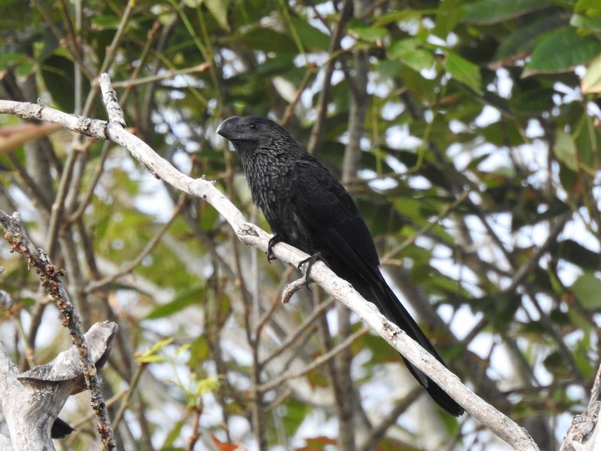 Smooth-billed Ani - ML623839475