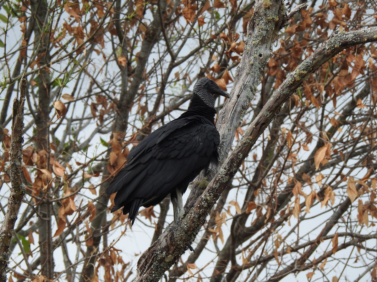 Black Vulture - ML623839488
