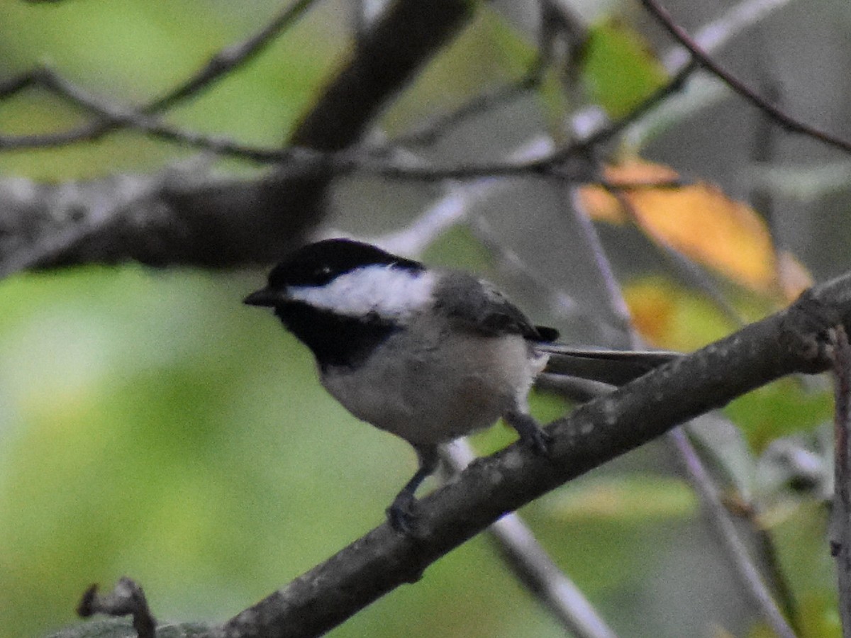 Black-capped Chickadee - ML623839489