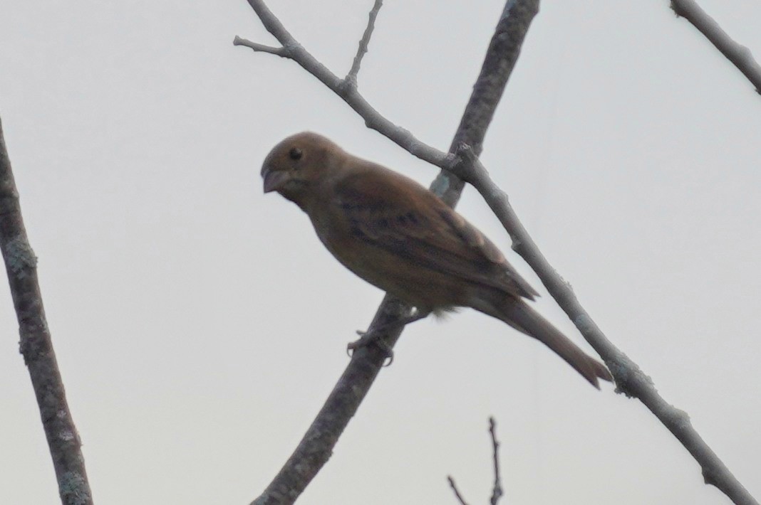 Indigo Bunting - ML623839490