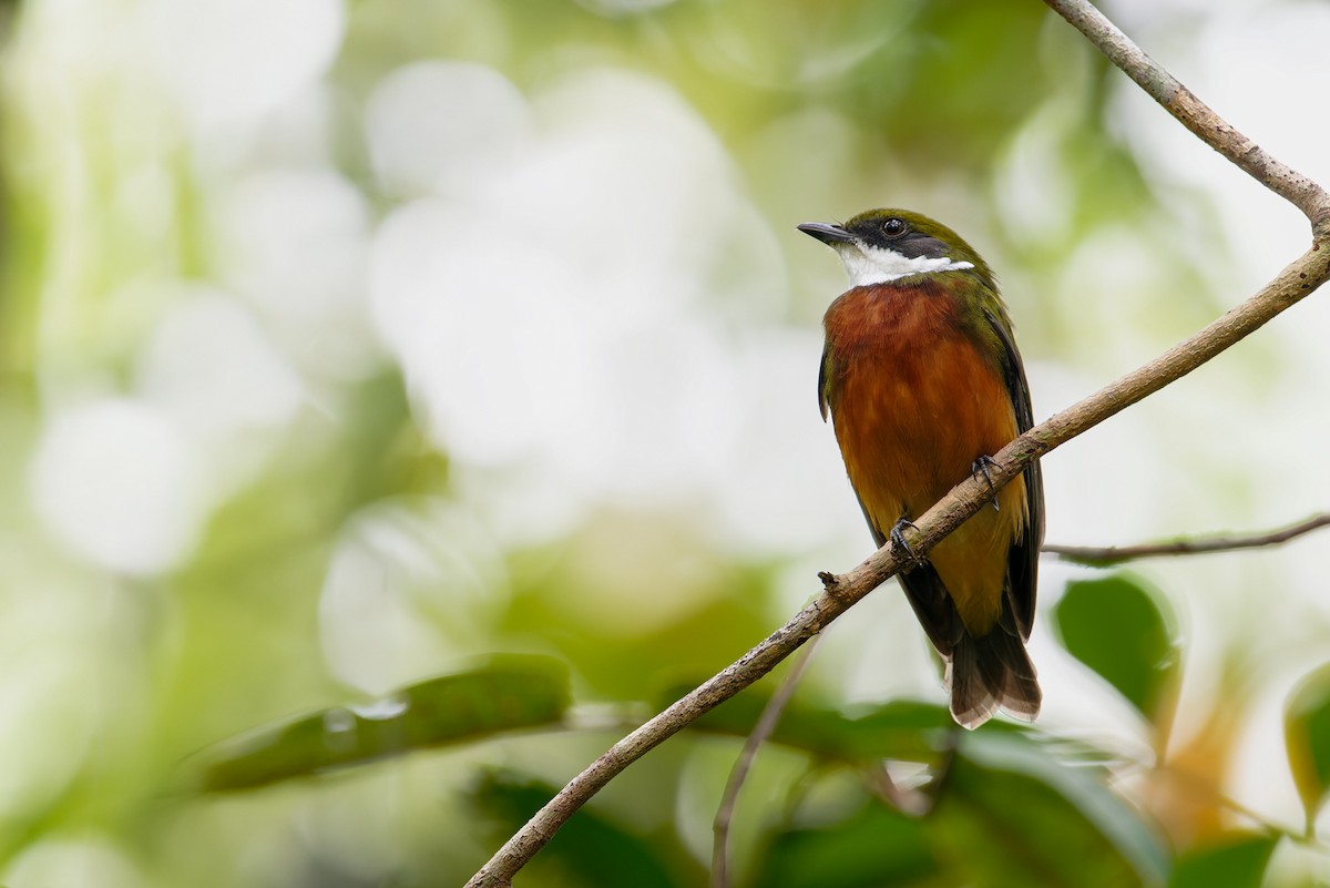 Yellow-crowned Manakin - ML623839495