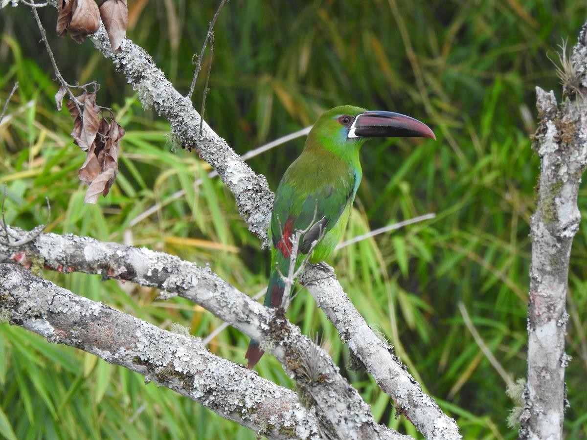 Crimson-rumped Toucanet - ML623839499
