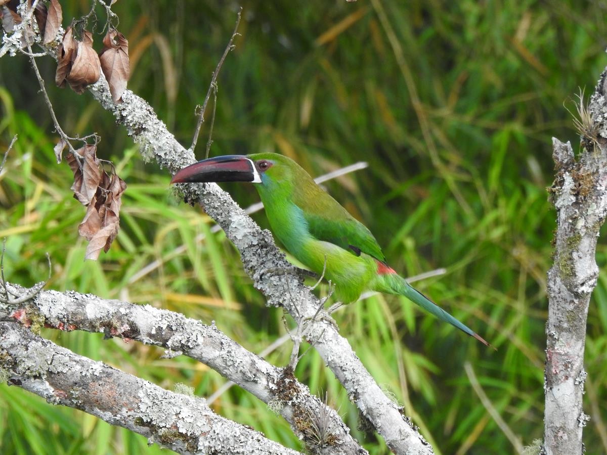 Crimson-rumped Toucanet - ML623839500