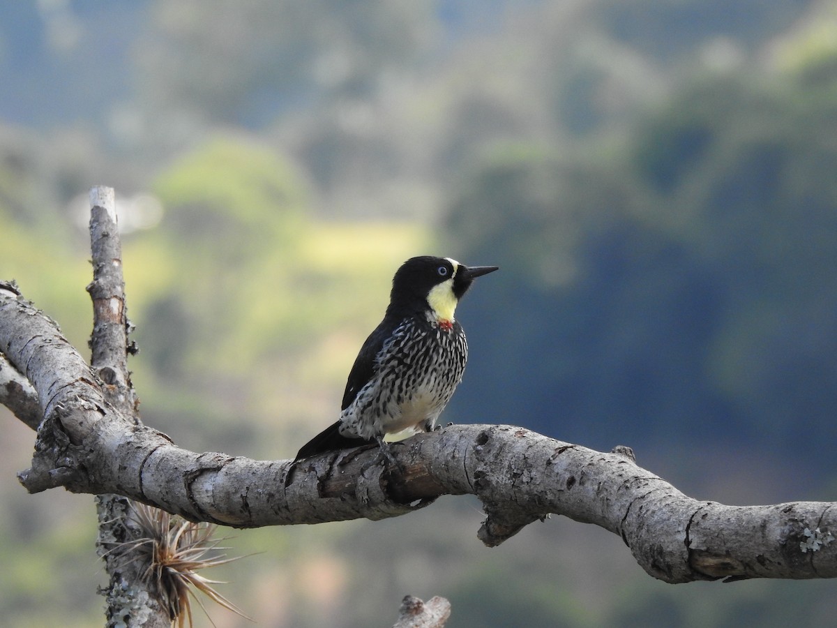 Acorn Woodpecker - ML623839511