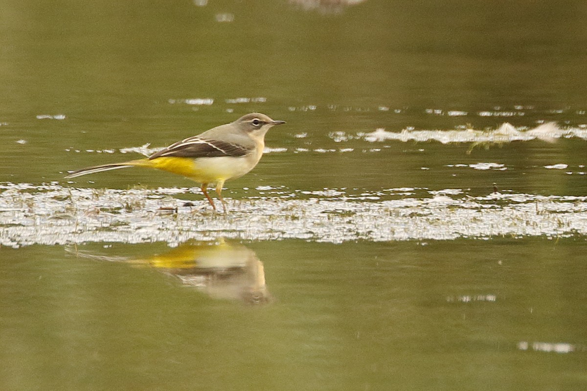 Gray Wagtail - ML623839512