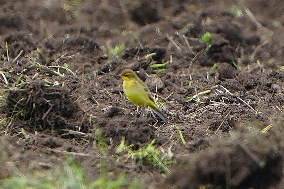 Western Yellow Wagtail (flavissima/lutea) - ML623839521