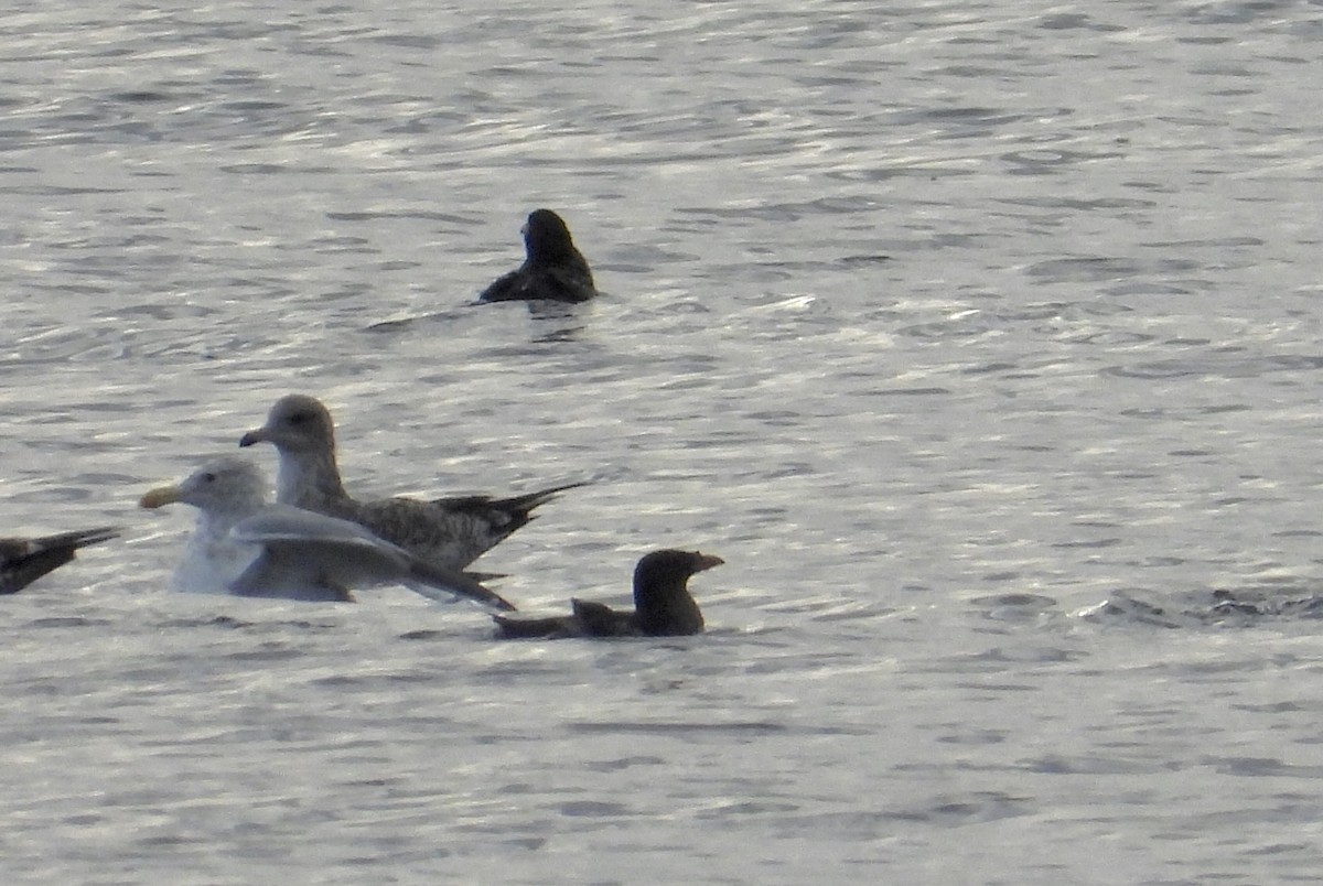 Rhinoceros Auklet - ML623839524