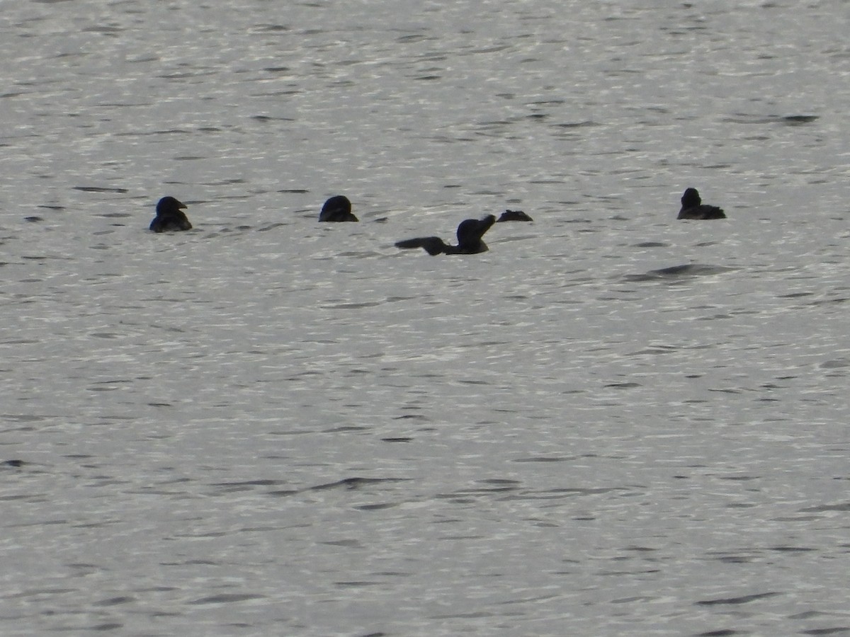 Rhinoceros Auklet - ML623839525