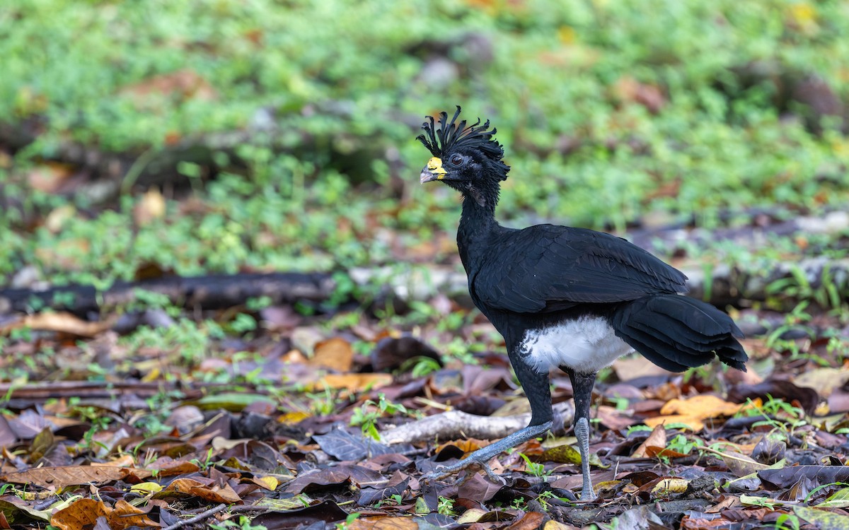 Great Curassow - Serge Horellou