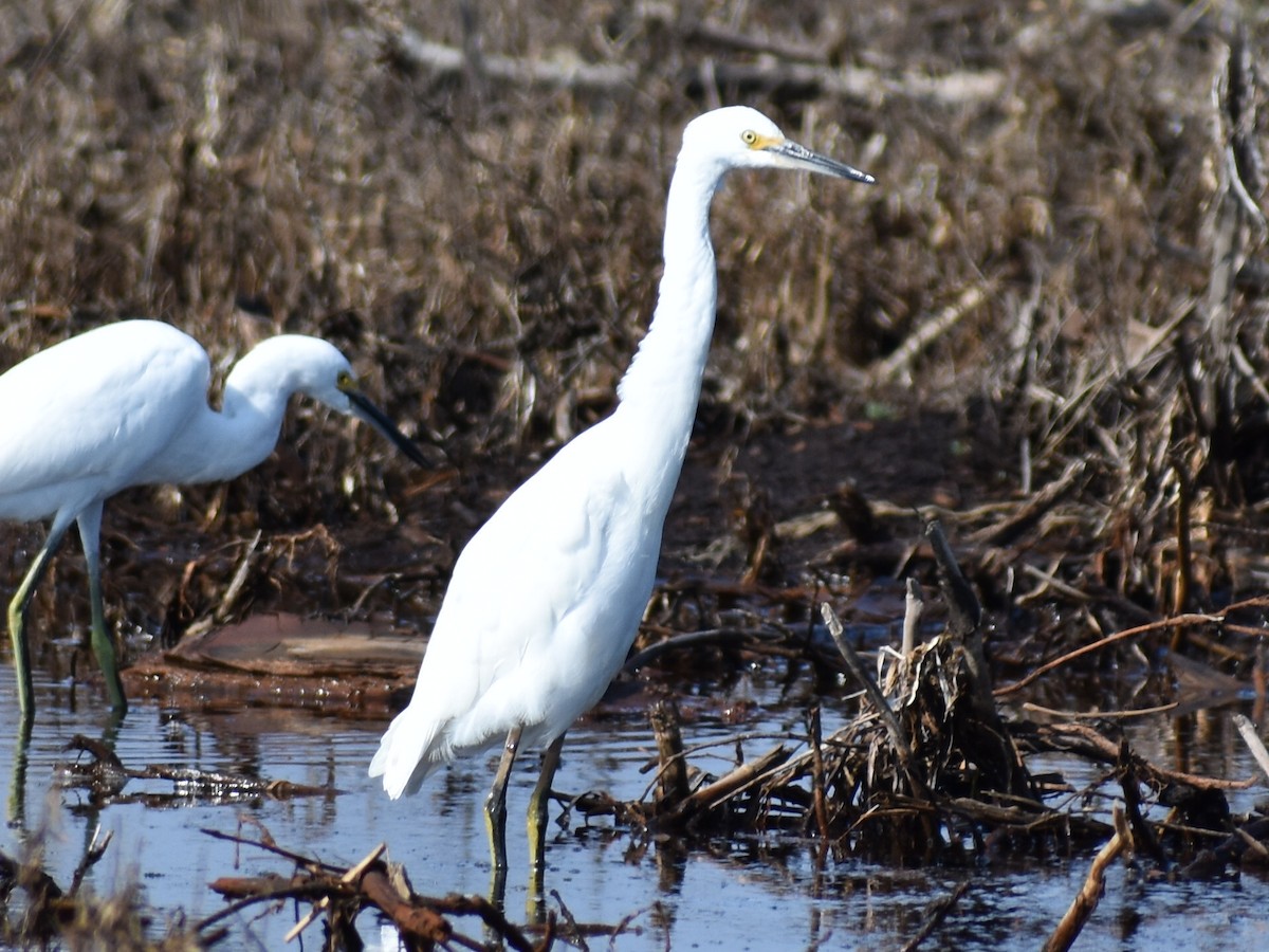 Aigrette neigeuse - ML623839534